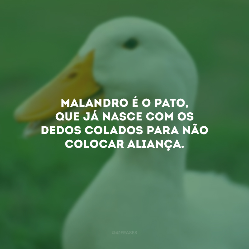 Malandro é o pato, que já nasce com os dedos colados para não colocar aliança.