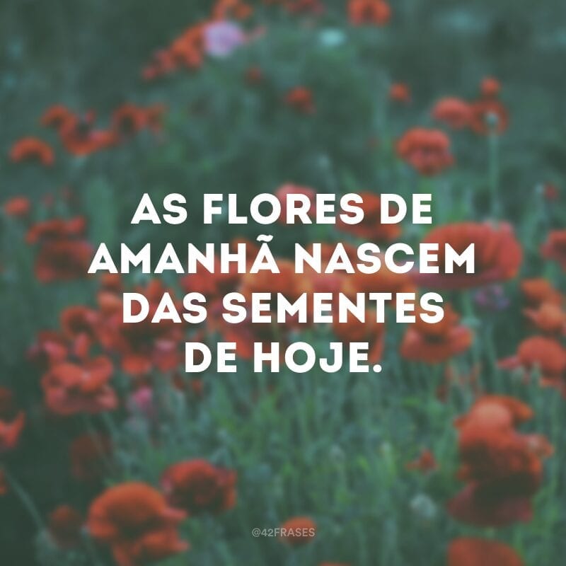 As flores de amanhã nascem das sementes de hoje.