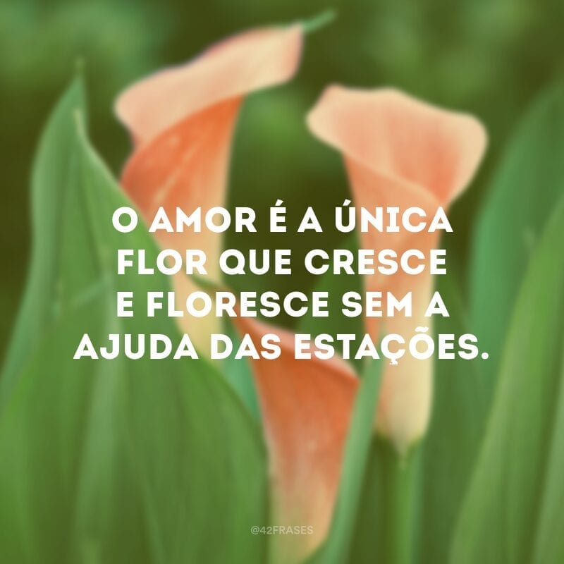 O amor é a única flor que cresce e floresce sem a ajuda das estações.