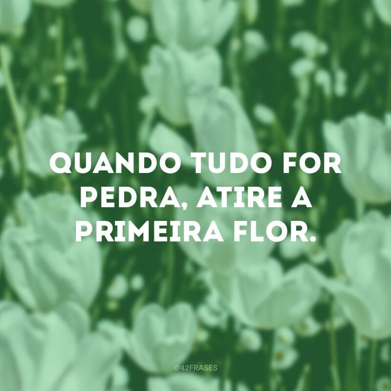 Quando tudo for pedra, atire a primeira flor.