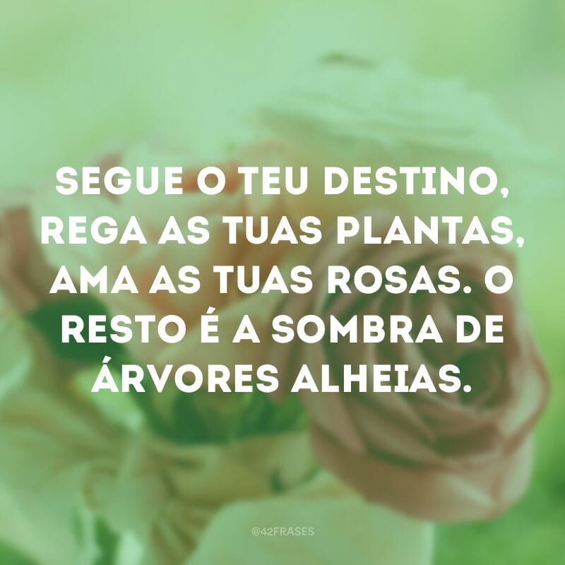 Segue o teu destino, rega as tuas plantas, ama as tuas rosas. O resto é a sombra de árvores alheias.