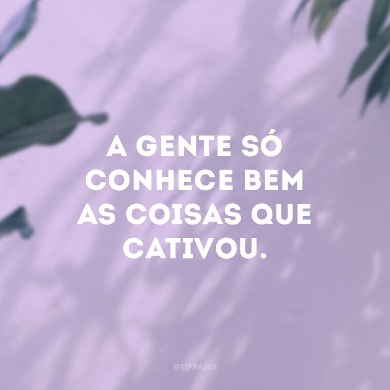 A gente só conhece bem as coisas que cativou.