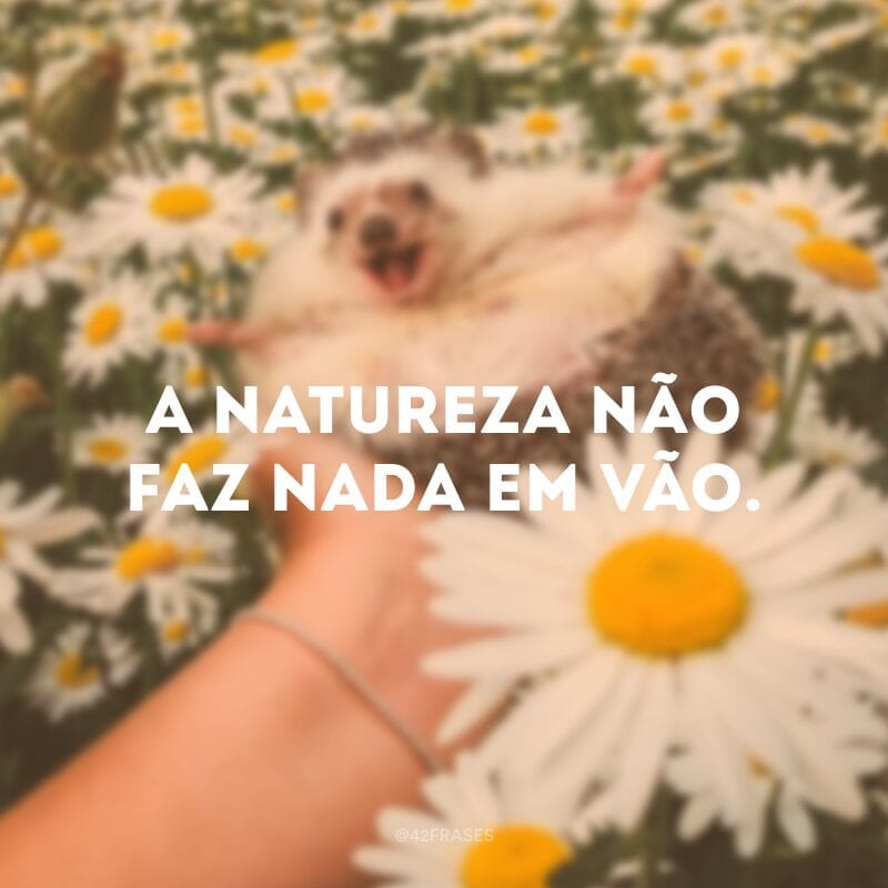 A natureza não faz nada em vão.