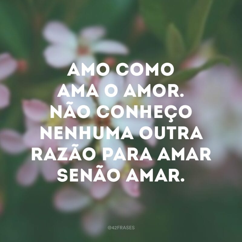 Amo como ama o amor. Não conheço nenhuma outra razão para amar senão amar. 