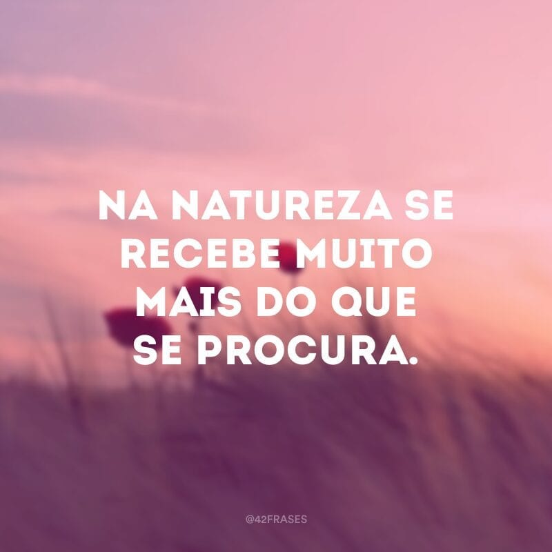 Na natureza se recebe muito mais do que se procura.