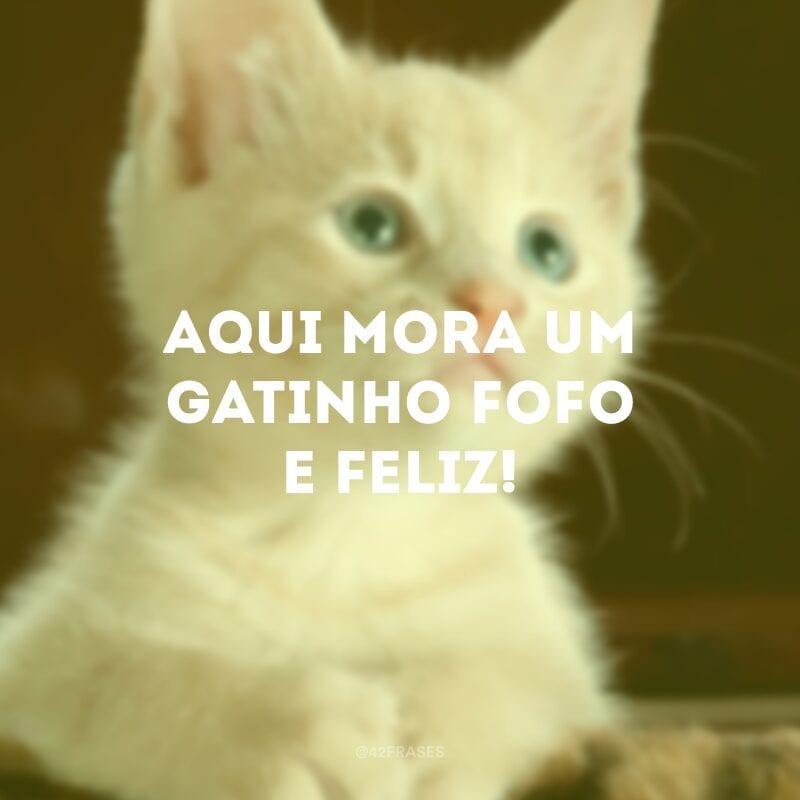 Aqui mora um gatinho fofo e feliz!