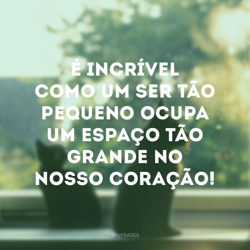 É incrível como um ser tão pequeno ocupa um espaço tão grande no nosso coração!