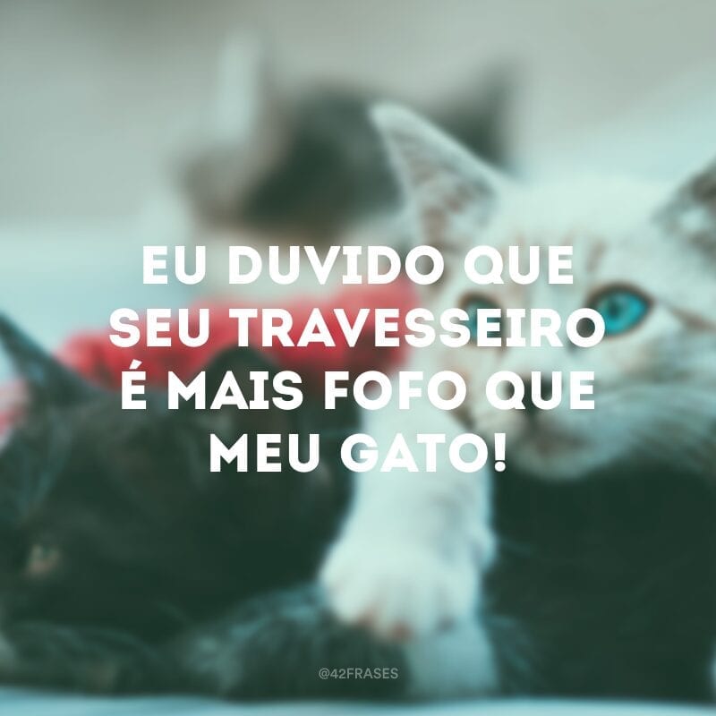 Eu duvido que seu travesseiro é mais fofo que meu gato!