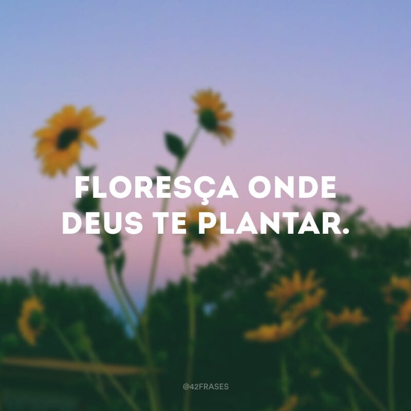 Floresça onde Deus te plantar.