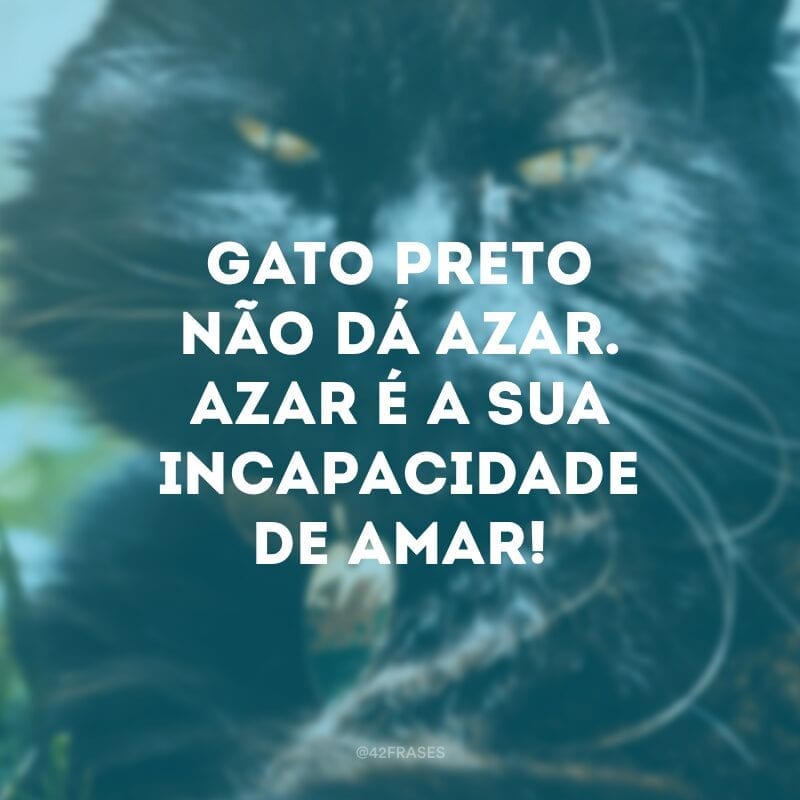 Gato preto não dá azar. Azar é a sua incapacidade de amar!