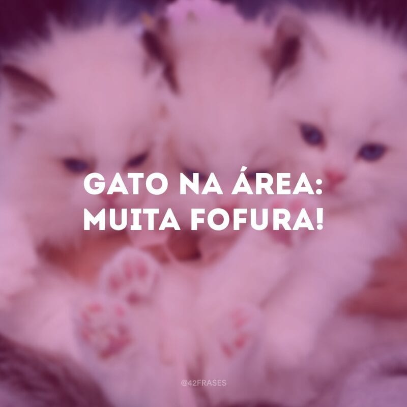 Gato na área: muita fofura!