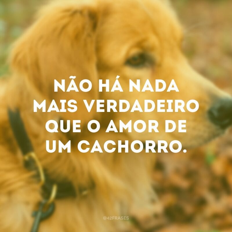 Não há nada mais verdadeiro que o amor de um cachorro.