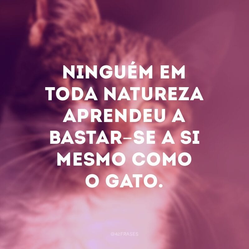 Ninguém em toda natureza aprendeu a bastar-se a si mesmo como o gato.