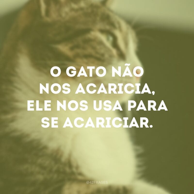 O gato não nos acaricia, ele nos usa para se acariciar.