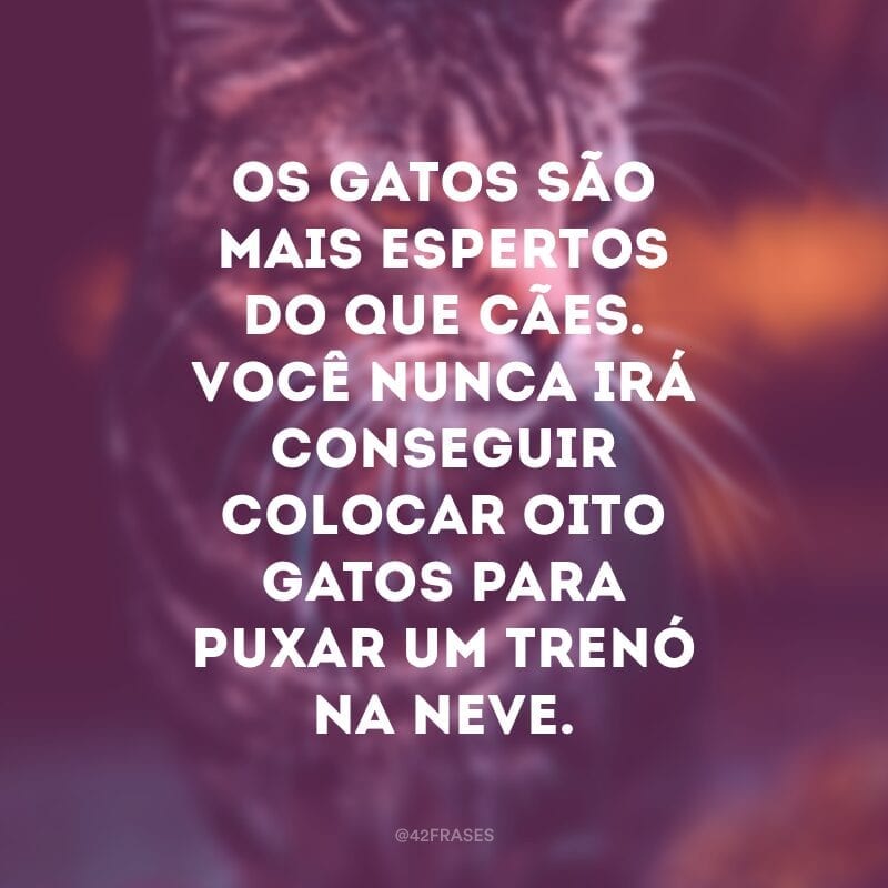 Os gatos são mais espertos do que cães. Você nunca irá conseguir colocar oito gatos para puxar um trenó na neve.