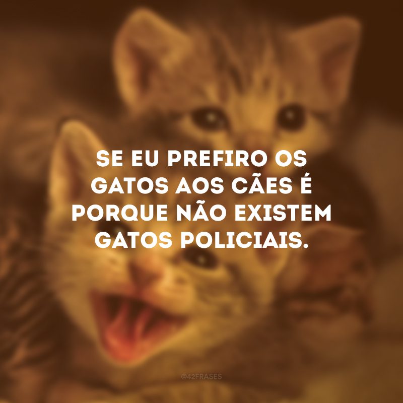 Se eu prefiro os gatos aos cães é porque não existem gatos policiais.