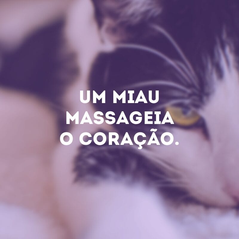 Um miau massageia o coração.