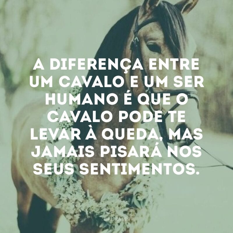 A diferença entre um cavalo e um ser humano é que o cavalo pode te levar à queda, mas jamais pisará nos seus sentimentos.