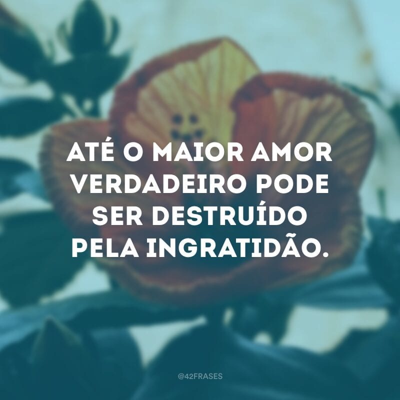 Até o maior amor verdadeiro pode ser destruído pela ingratidão.