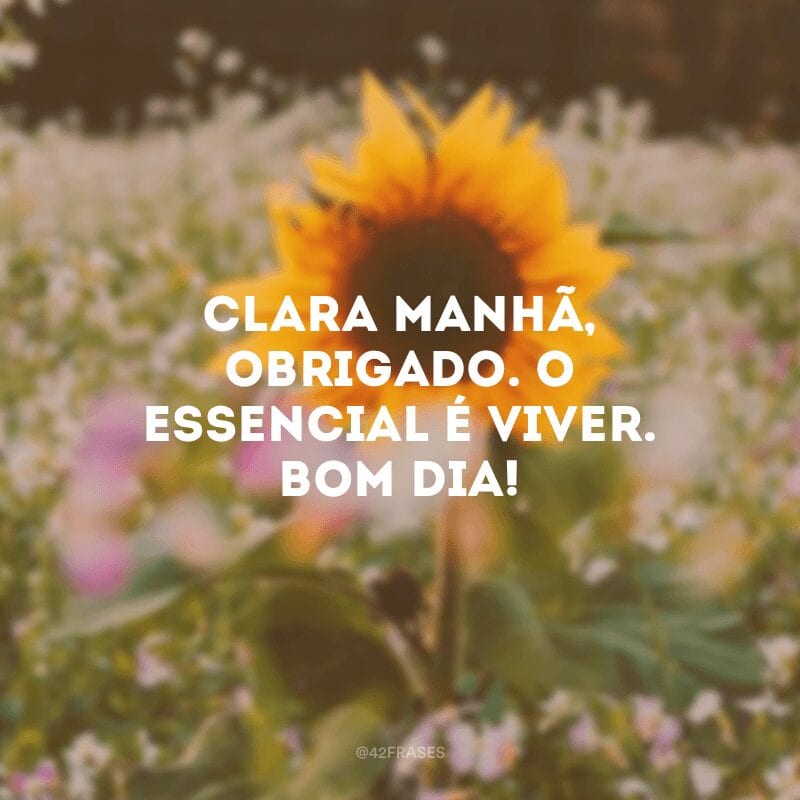 Clara manhã, obrigado. O essencial é viver. Bom dia! 