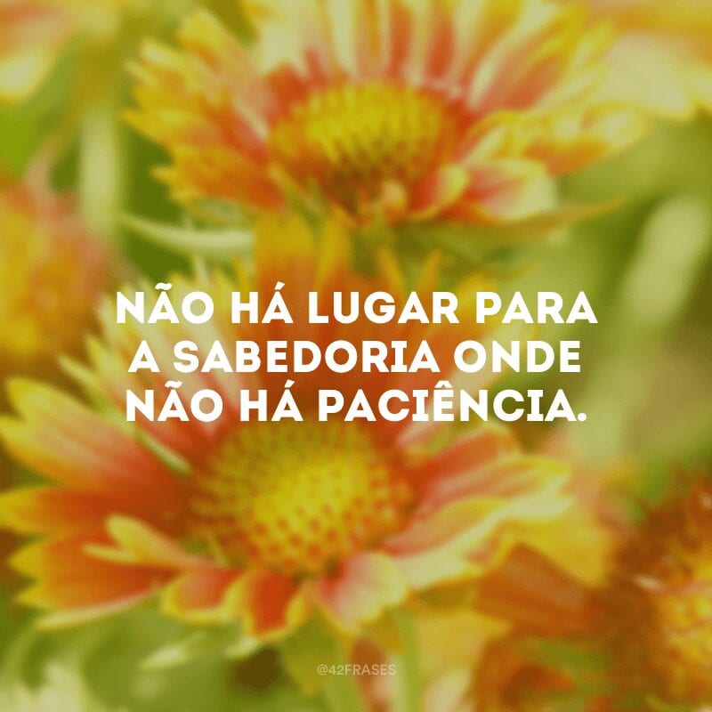 Não há lugar para a sabedoria onde não há paciência.