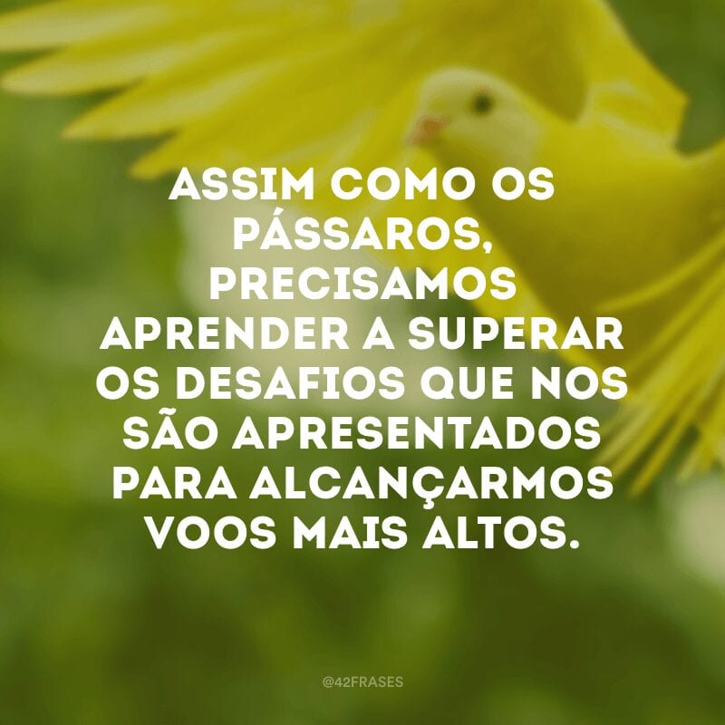 Assim como os pássaros, precisamos aprender a superar os desafios que nos são apresentados para alcançarmos voos mais altos.