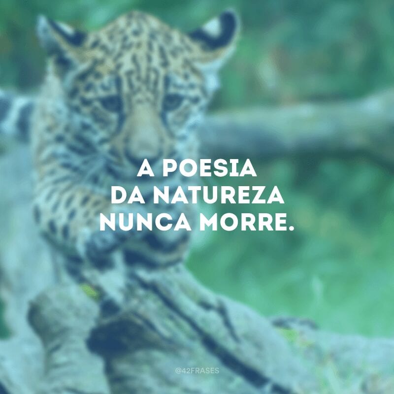 A poesia da natureza nunca morre.