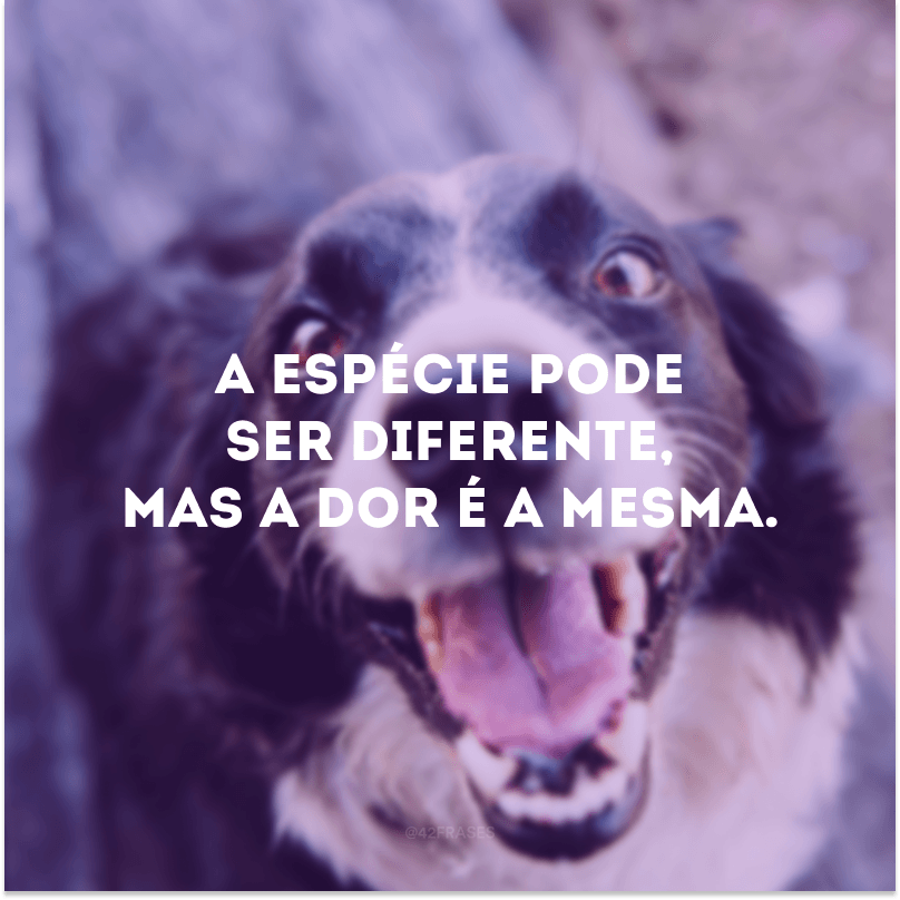 A espécie pode ser diferente, mas a dor é a mesma.