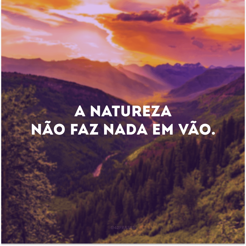 A natureza não faz nada em vão. 