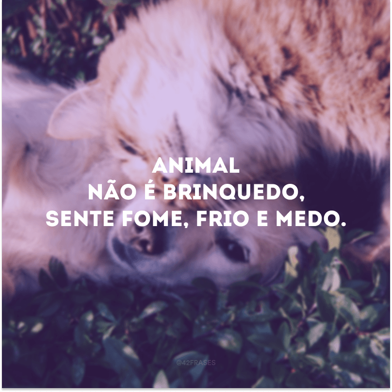 Animal não é brinquedo, sente fome, frio e medo.