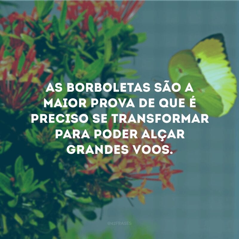 As borboletas são a maior prova de que é preciso se transformar para poder alçar grandes voos.