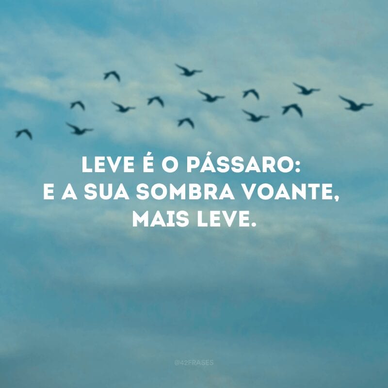 Leve é o pássaro: e a sua sombra voante, mais leve.