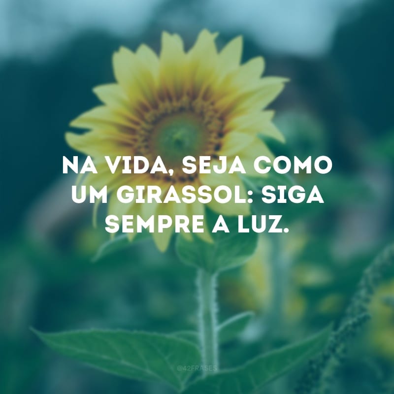 Na vida, seja como um girassol: siga sempre a luz.