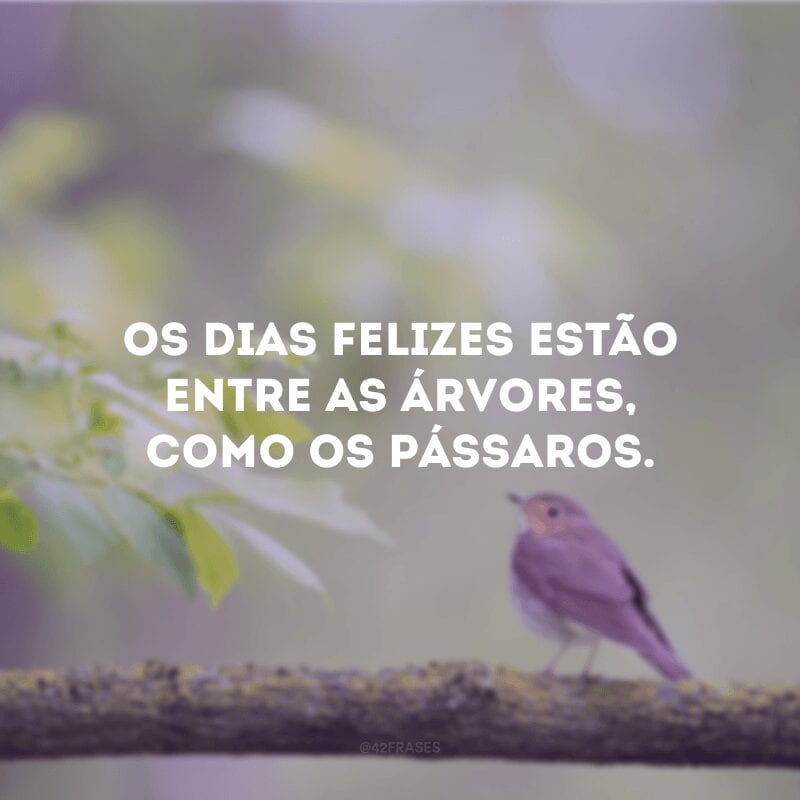 Os dias felizes estão entre as árvores, como os pássaros.