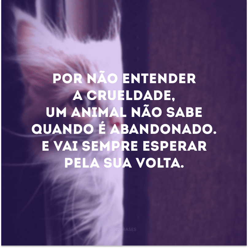 Por não entender a crueldade, um animal não sabe quando é abandonado. E vai sempre esperar pela sua volta.