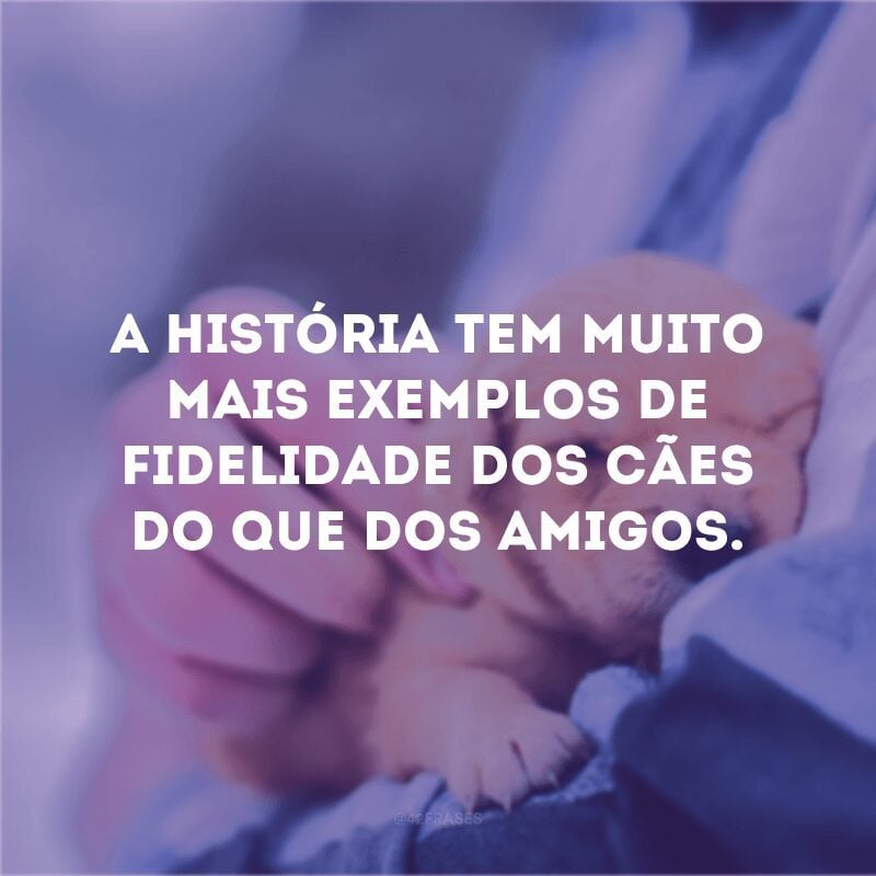 A história tem muito mais exemplos de fidelidade dos cães do que dos amigos. 