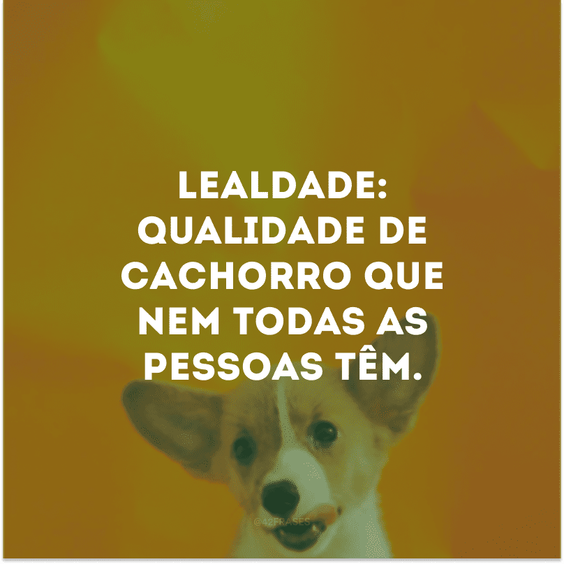 Lealdade: Qualidade de cachorro que nem todas as pessoas têm.