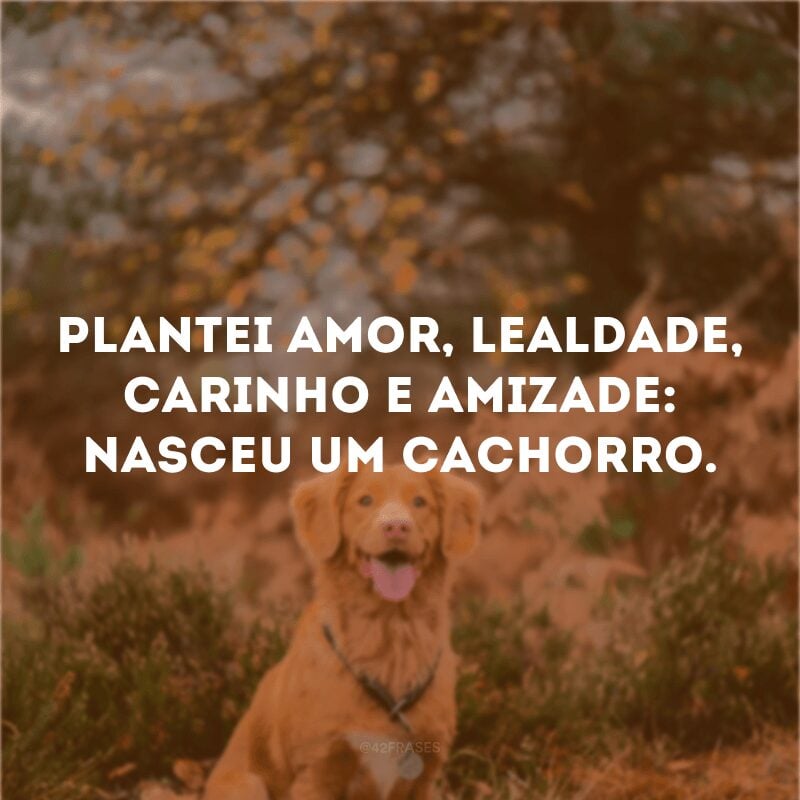 Plantei amor, lealdade, carinho e amizade: nasceu um cachorro.