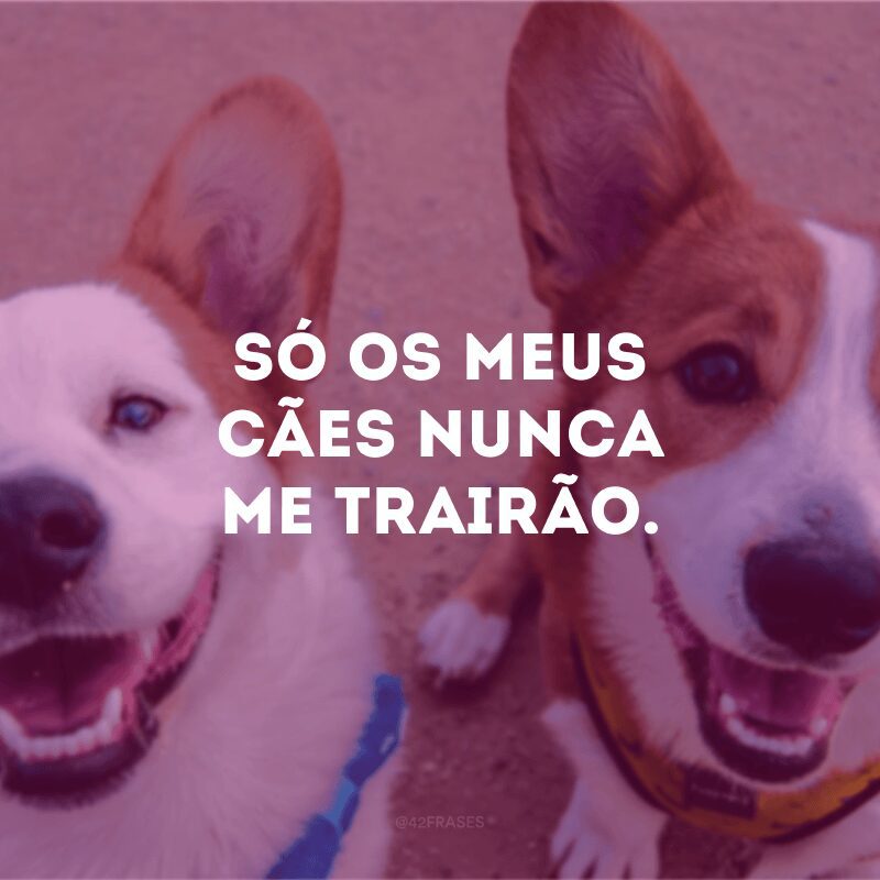 Só os meus cães nunca me trairão.