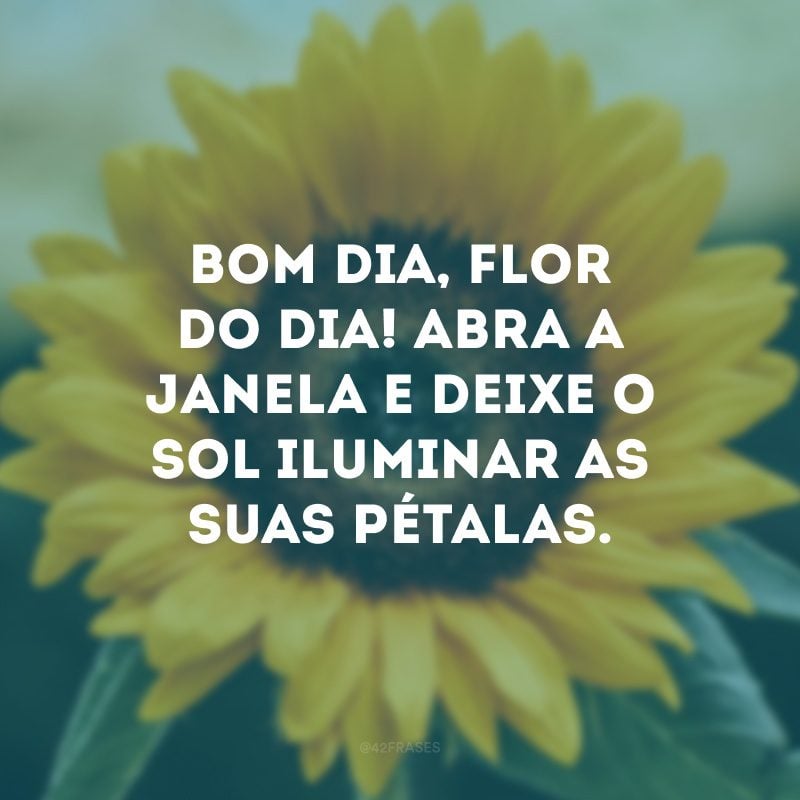 Bom dia, flor do dia! Abra a janela e deixe o sol iluminar as suas pétalas.