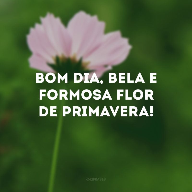 Bom dia, bela e formosa flor de primavera!