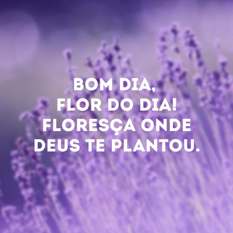 Bom dia, flor do dia! Floresça onde Deus te plantou. 