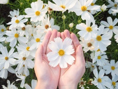 40 frases de bom dia flor do dia para regar sua manhã com boas energias