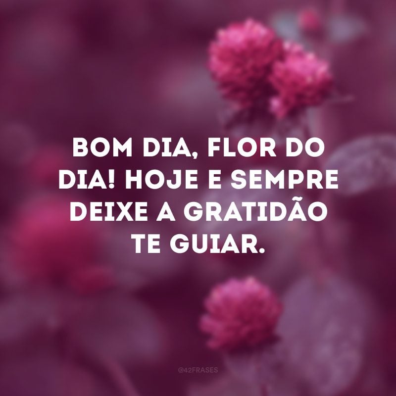 Bom dia, flor do dia! Hoje e sempre deixe a gratidão te guiar. 