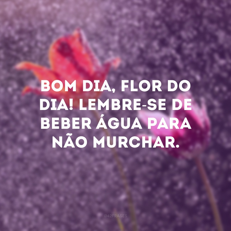 Bom dia, flor do dia! Lembre-se de beber água para não murchar. 