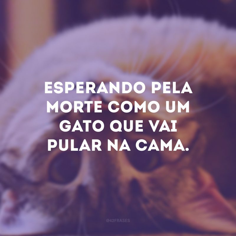 Esperando pela morte como um gato que vai pular na cama.