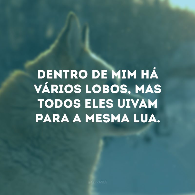 Dentro de mim há vários lobos, mas todos eles uivam para a mesma lua.