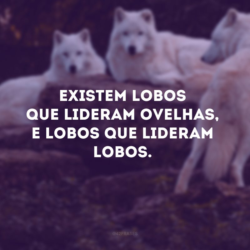 Existem lobos que lideram ovelhas, e lobos que lideram lobos.