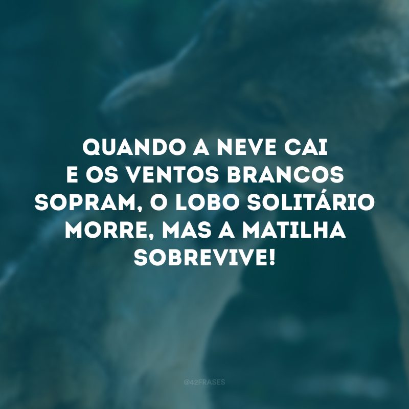 Quando a neve cai e os ventos brancos sopram, o lobo solitário morre, mas a matilha sobrevive! 