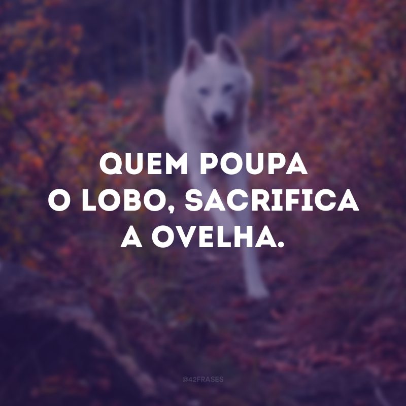 Quem poupa o lobo, sacrifica a ovelha.